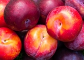 Organic Red Plums