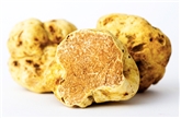 Fresh White Truffle