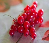 Hurst's Red Currants