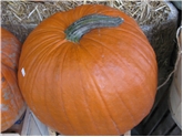 Pumpkin (Jumbo) (Discontinued)