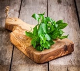 Organic Basil