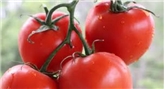 Grape Tomatoes (On The Vine)