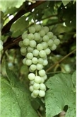 Organic Green Seedless Grapes 2Lb