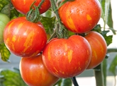 Cherry Tomatoes Zebra Org.