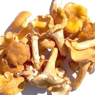 Chanterelles