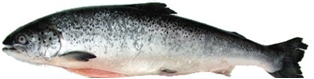 Salmon Scottish Whole