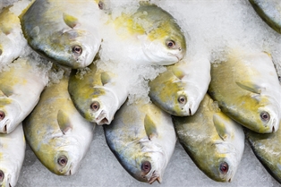 Florida Pompano