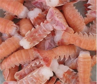 Wild New Zealand Langostino