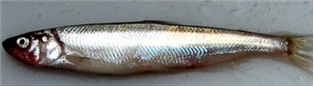 Fresh Sperlani (Smelts)