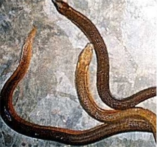 Live Eel