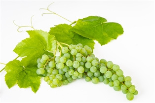 Champagne Grapes