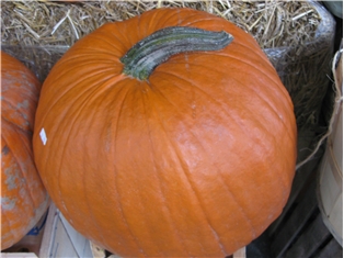 Pumpkin (Jumbo) (Discontinued)