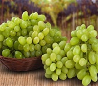 Thompson Baby Grapes (Seedless)