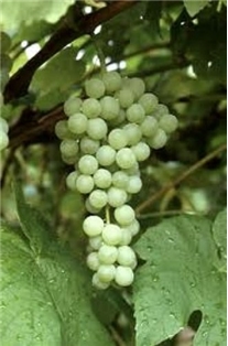 Organic Green Seedless Grapes 2Lb