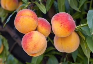 Tree Ripe Peaches